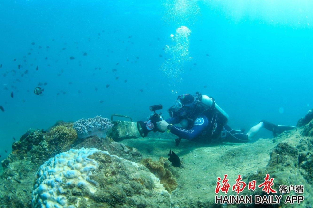 受困的西红柿